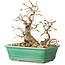 Carpinus coreana, 17 cm, ± 25 ans