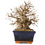 Carpinus coreana, 15 cm, ± 25 jaar oud