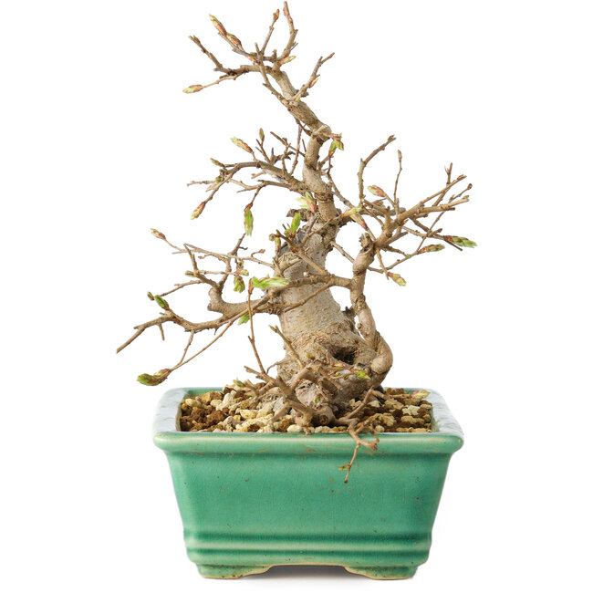 Carpinus coreana, 17 cm, ± 25 Jahre alt