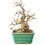 Carpinus coreana, 17 cm, ± 25 jaar oud