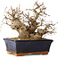 Carpinus coreana, 15 cm, ± 25 jaar oud