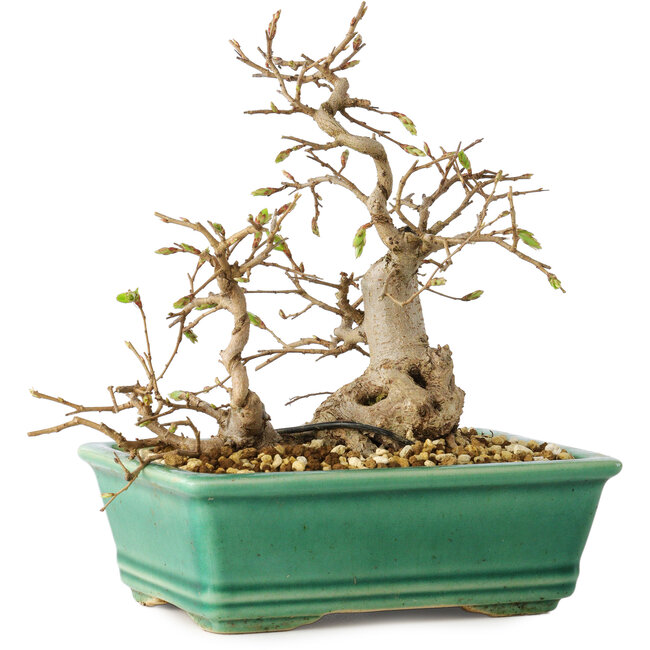 Carpinus coreana, 17 cm, ± 25 anni