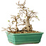 Carpinus coreana, 17 cm, ± 25 jaar oud