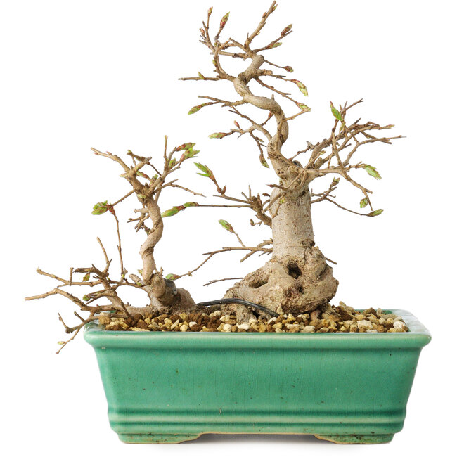 Carpinus coreana, 17 cm, ± 25 jaar oud