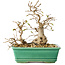 Carpinus coreana, 17 cm, ± 25 ans