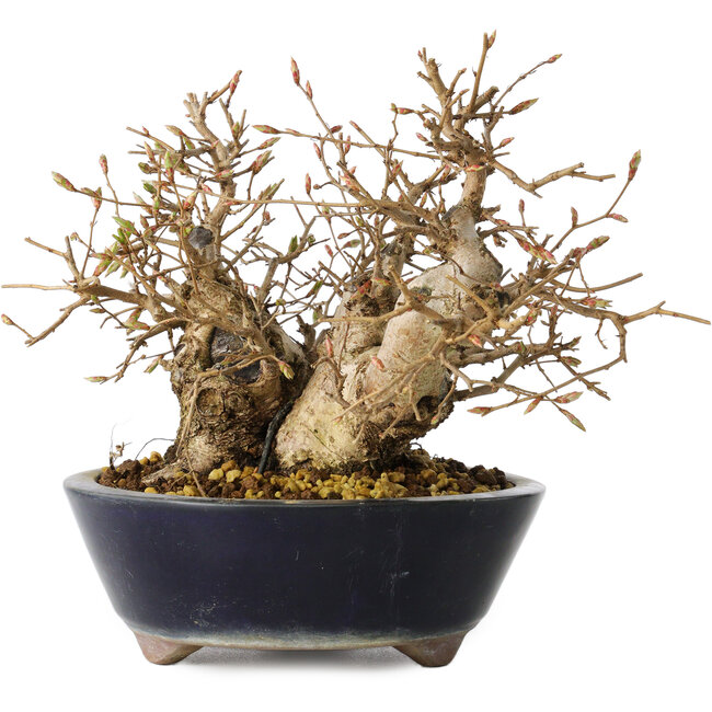 Carpinus coreana, 16 cm, ± 25 jaar oud