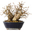 Carpinus coreana, 16 cm, ± 25 jaar oud