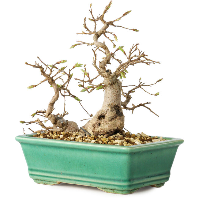 Carpinus coreana, 17 cm, ± 25 ans