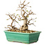 Carpinus coreana, 17 cm, ± 25 ans