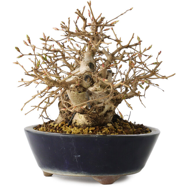 Carpinus coreana, 16 cm, ± 25 jaar oud