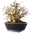 Carpinus coreana, 16 cm, ± 25 jaar oud