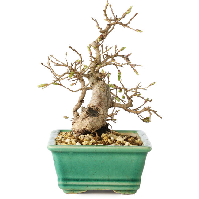 Carpinus coreana, 17 cm, ± 25 Jahre alt