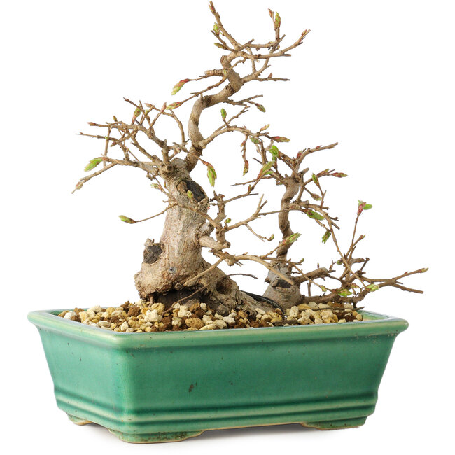 Carpinus coreana, 17 cm, ± 25 anni