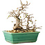 Carpinus coreana, 17 cm, ± 25 jaar oud