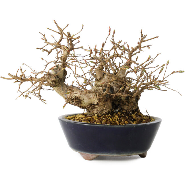 Carpinus coreana, 16 cm, ± 25 ans