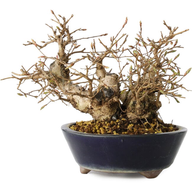 Carpinus coreana, 16 cm, ± 25 jaar oud