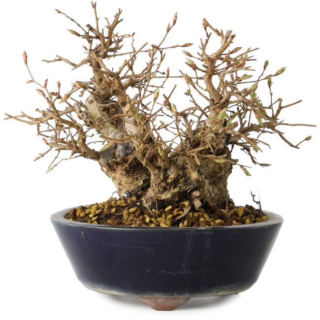 Carpinus coreana, 16 cm, ± 25 ans
