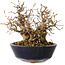 Carpinus coreana, 16 cm, ± 25 jaar oud