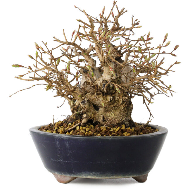 Carpinus coreana, 16 cm, ± 25 ans