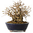 Carpinus coreana, 16 cm, ± 25 jaar oud