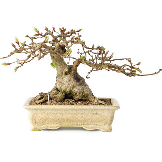 Carpinus coreana, 12 cm, ± 25 jaar oud