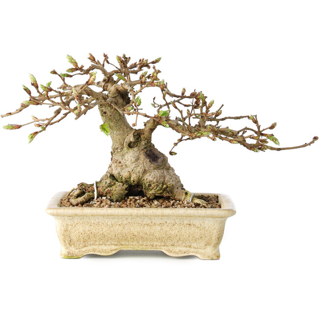 Carpinus coreana, 12 cm, ± 25 jaar oud