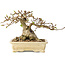 Carpinus coreana, 12 cm, ± 25 jaar oud