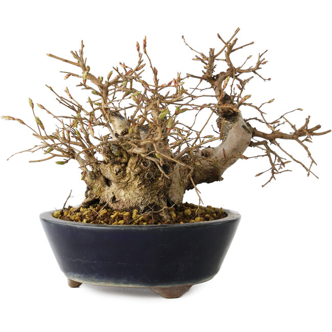 Carpinus coreana, 16 cm, ± 25 jaar oud