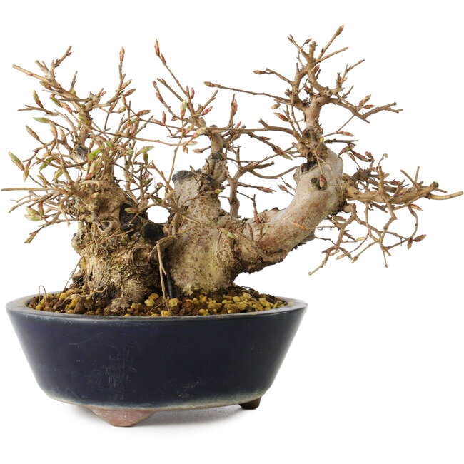 Carpinus coreana, 16 cm, ± 25 años