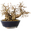 Carpinus coreana, 16 cm, ± 25 jaar oud