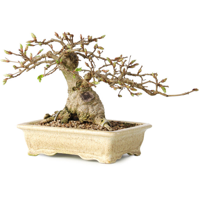 Carpinus coreana, 12 cm, ± 25 jaar oud