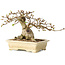 Carpinus coreana, 12 cm, ± 25 jaar oud