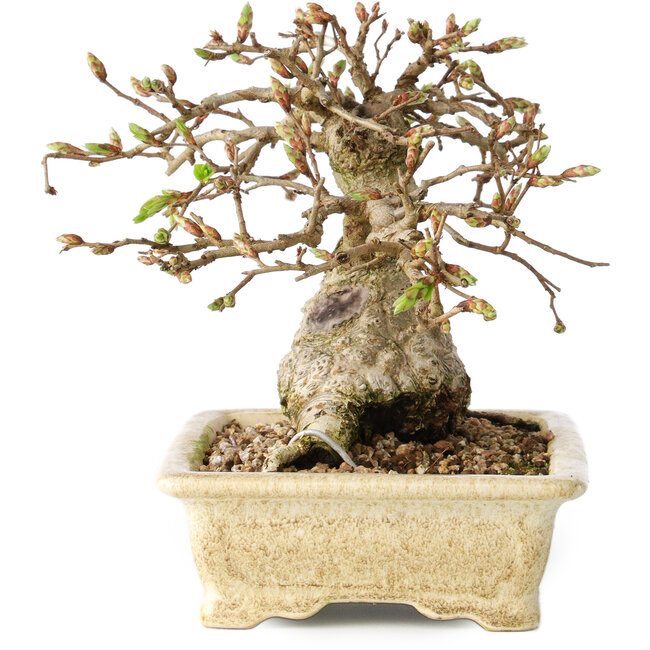 Carpinus coreana, 12 cm, ± 25 years old