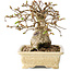 Carpinus coreana, 12 cm, ± 25 Jahre alt