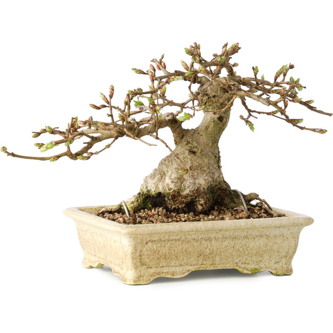 Carpinus coreana, 12 cm, ± 25 ans