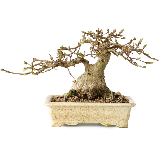 Carpinus coreana, 12 cm, ± 25 ans