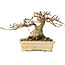 Carpinus coreana, 12 cm, ± 25 jaar oud