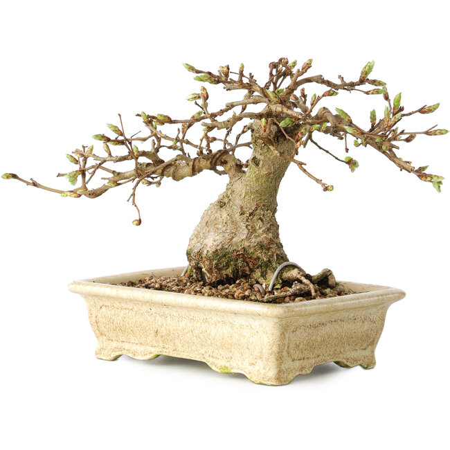 Carpinus coreana, 12 cm, ± 25 jaar oud