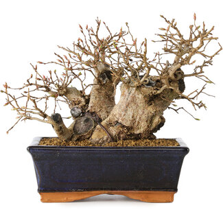 Carpinus coreana, 13 cm, ± 25 jaar oud
