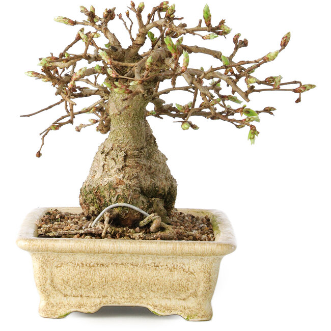 Carpinus coreana, 12 cm, ± 25 jaar oud