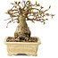 Carpinus coreana, 12 cm, ± 25 jaar oud