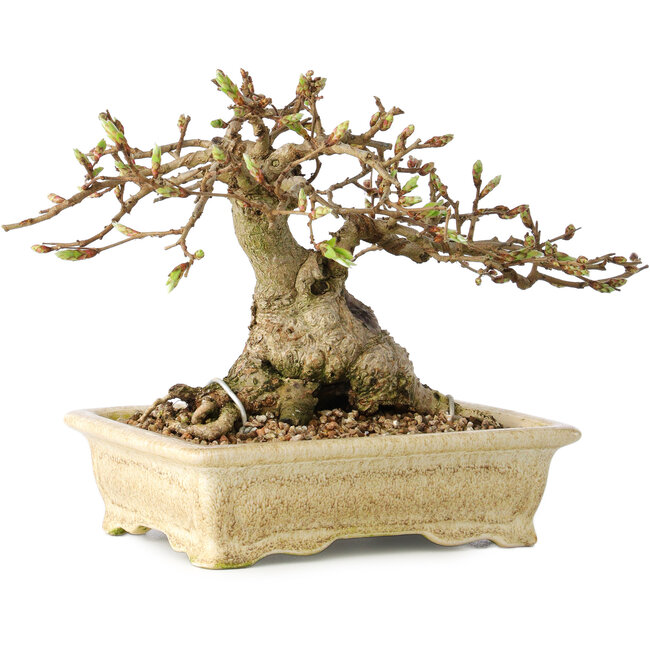 Carpinus coreana, 12 cm, ± 25 years old