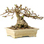 Carpinus coreana, 12 cm, ± 25 jaar oud