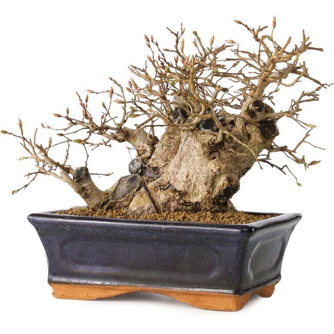 Carpinus coreana, 13 cm, ± 25 Jahre alt
