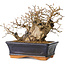 Carpinus coreana, 13 cm, ± 25 jaar oud