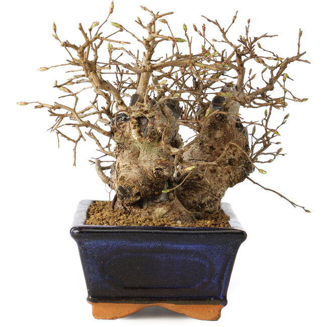 Carpinus coreana, 13 cm, ± 25 years old