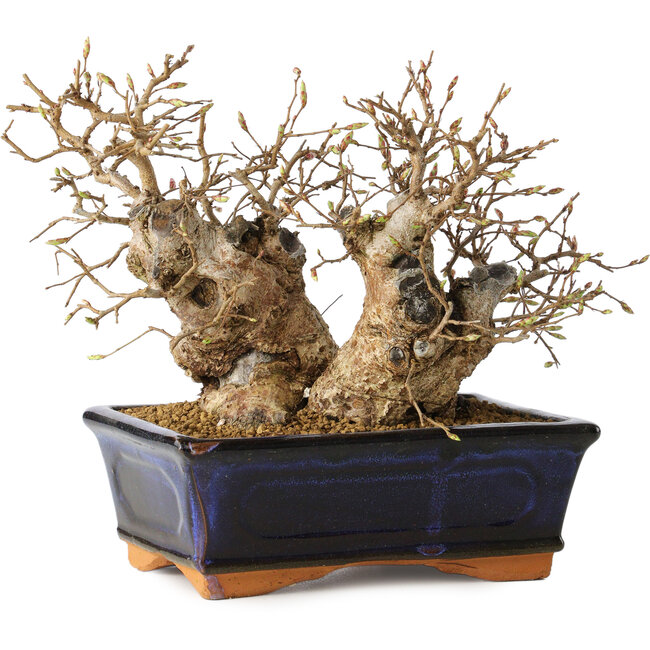 Carpinus coreana, 13 cm, ± 25 años