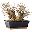 Carpinus coreana, 13 cm, ± 25 jaar oud