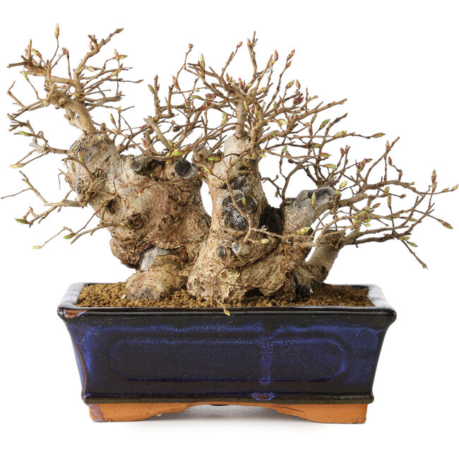 Carpinus coreana, 13 cm, ± 25 años