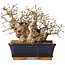 Carpinus coreana, 13 cm, ± 25 jaar oud